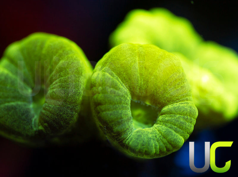 Kryptonite Candy Cane