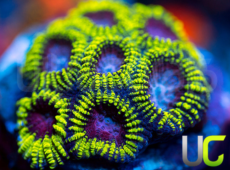 Raptors Rainbow Favia