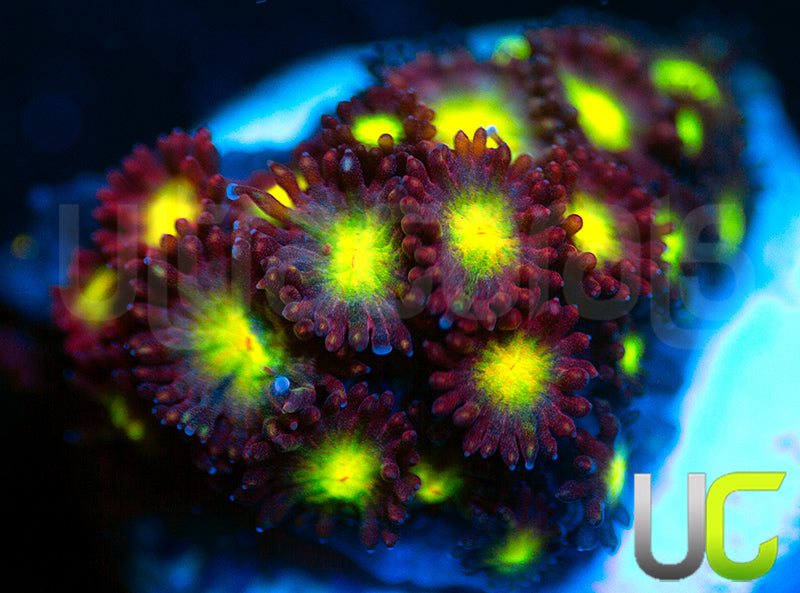 UC Party Crasher Micro Goni