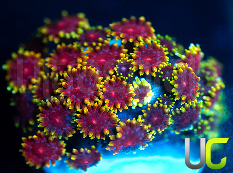 UC Pixy Stix Micro Goni