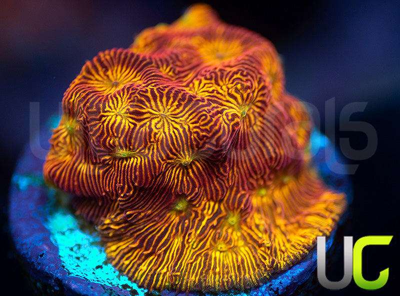 UC Sun Goddess Lepto