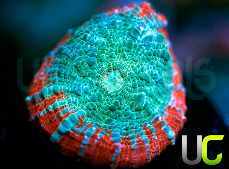 UC Crimson Carnage Chalice