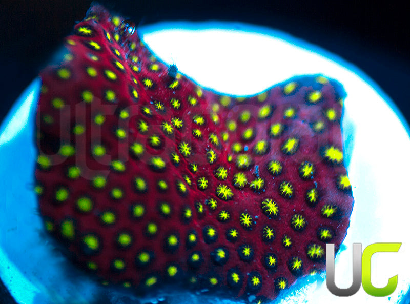 UC Raspberry Pie Stylo