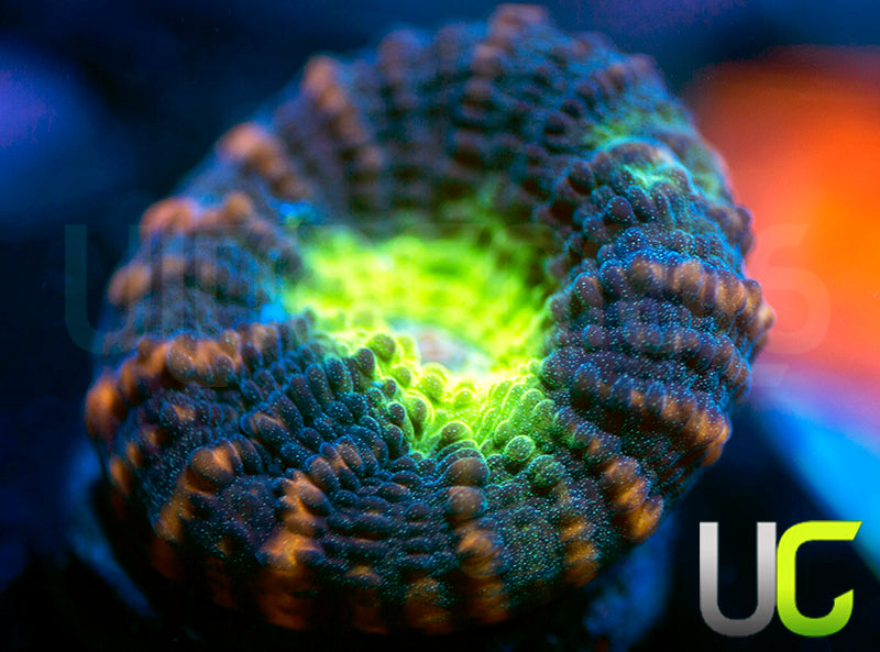 UC Tiger King Chalice