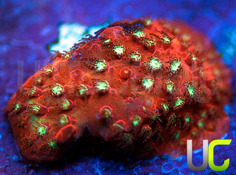 UC Yellow Mimic Stylo