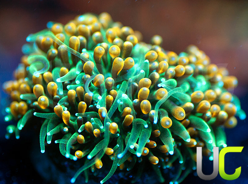 UC Roman Candle Galaxia