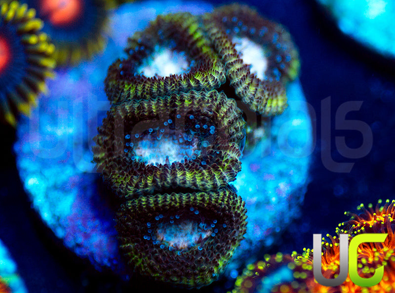 UC Summons Micro Amakusensis