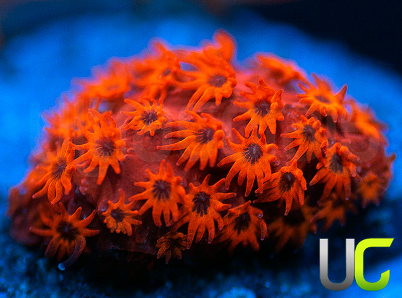 UC Sweet Revenge Porites