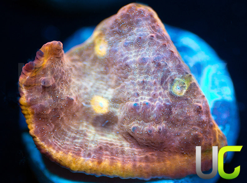 New Release: UC Pink Tourmaline Chalice