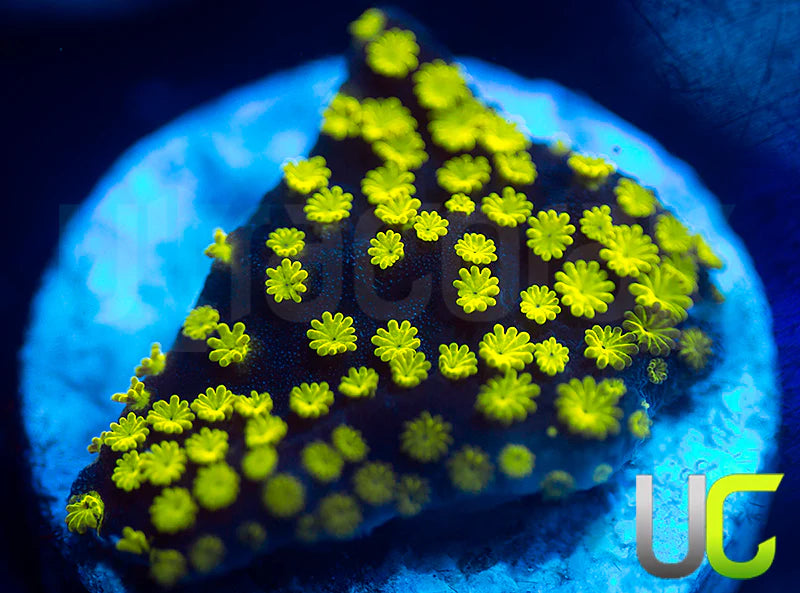 NEW RELEASE: UC Black Magic Monti