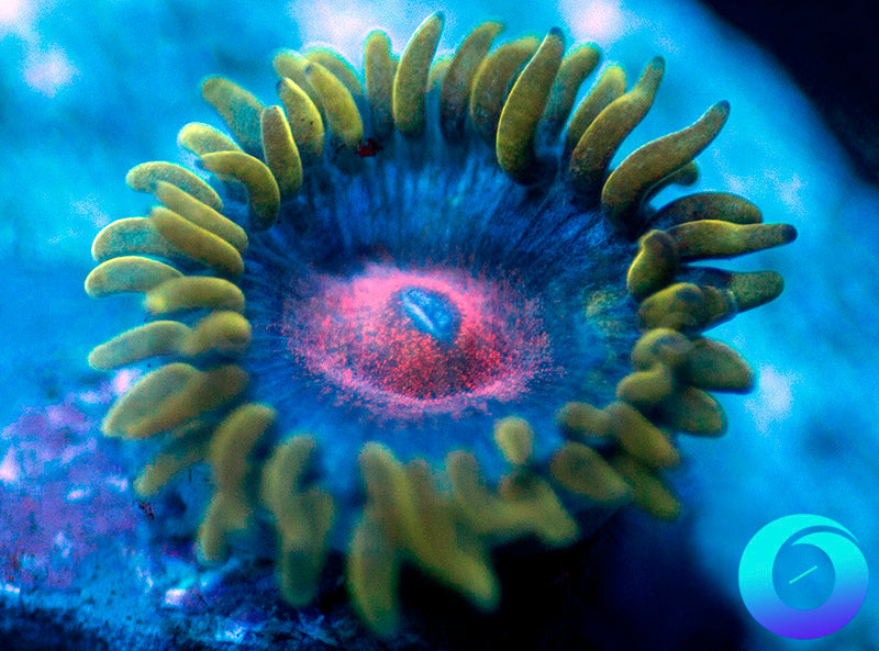 Blue Kiss nthids