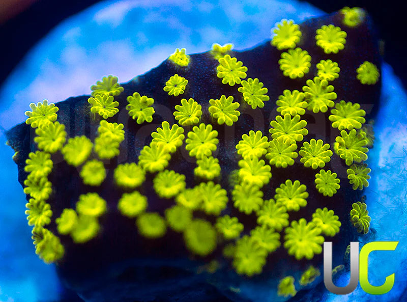 NEW RELEASE: UC Black Magic Monti