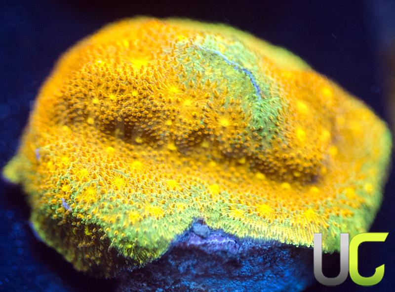 Yellow Yutz Psammocora