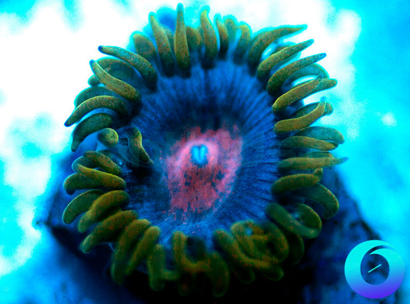 Blue Kiss nthids