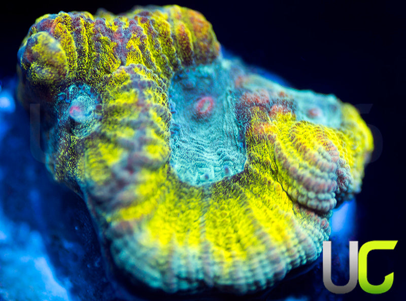 NEW RELEASE: UC Blimey Limey Favia