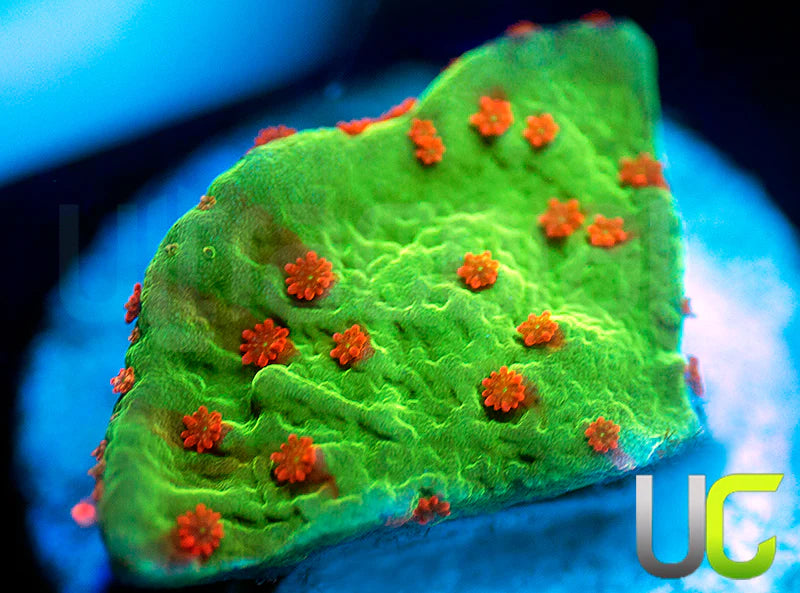 UC Alabama Slammer Monti