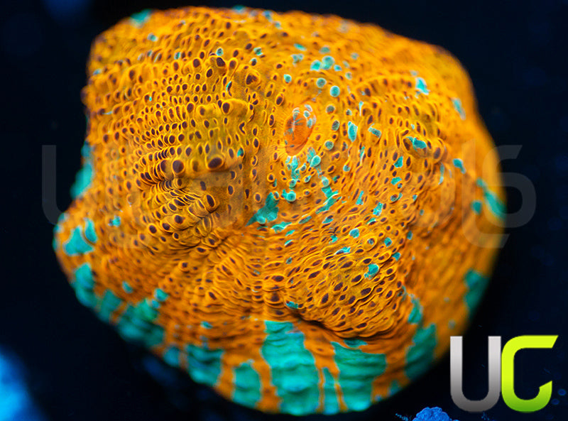 UC Blue Legion Chalice unsure CHECK Stem