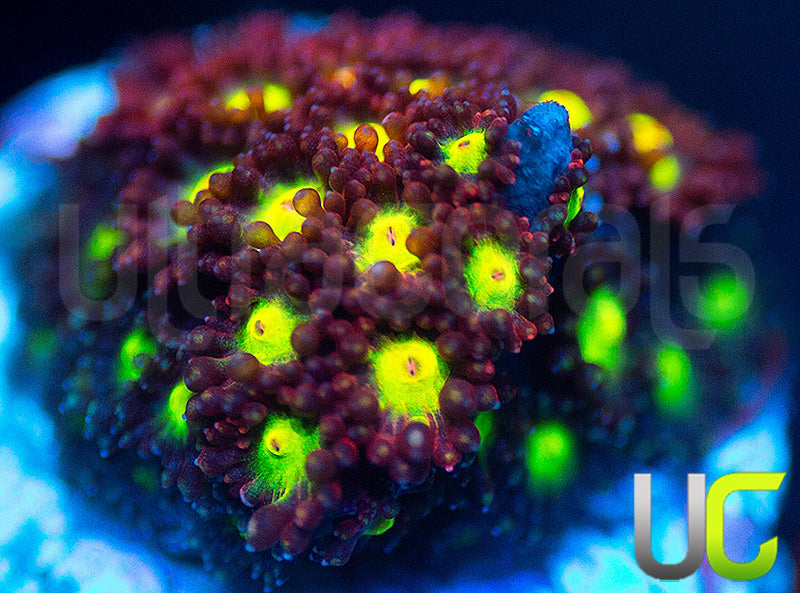 UC Party Crasher Micro Goni