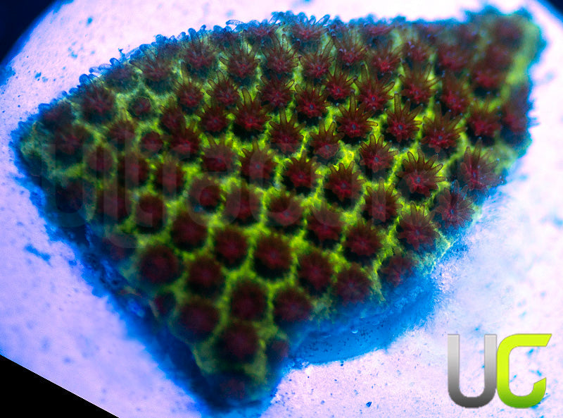 UC The Grinch Porites