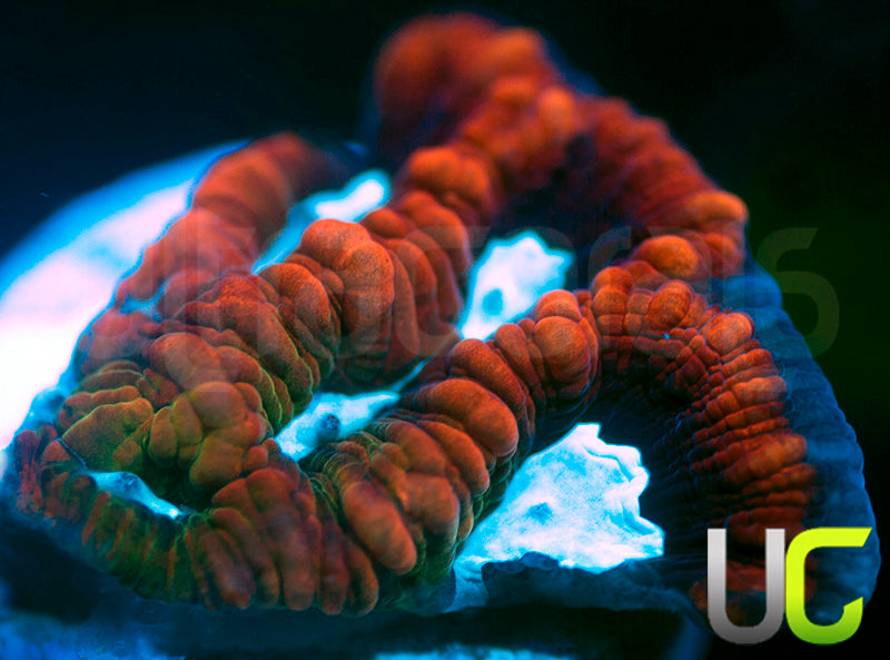 NEW RELEASE: UC Rainbow Cardinal Favia