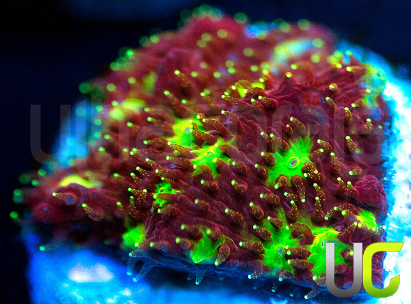 UC Fruit Punch Litho