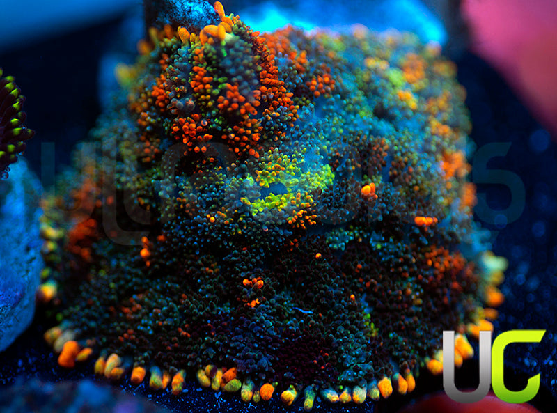 UC Octoberfest Mushroom