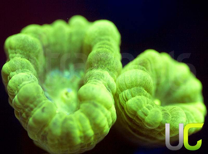 UC Kryptonite Candy Cane