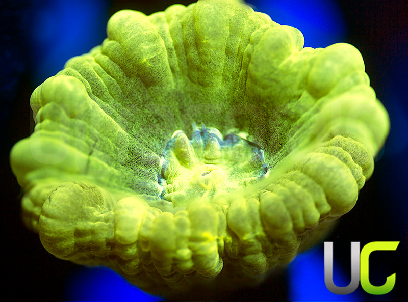 UC Kryptonite Candy Cane