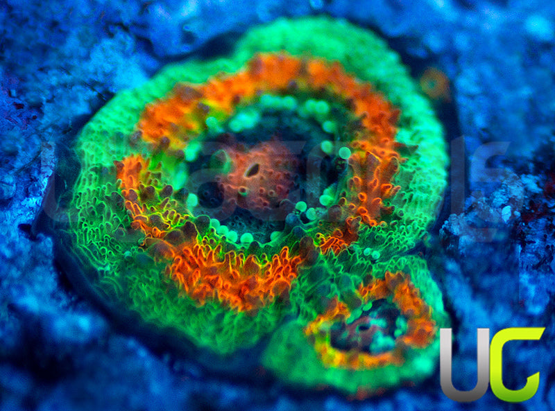 UC Rainbow Leprachaun Micro Amakusensis