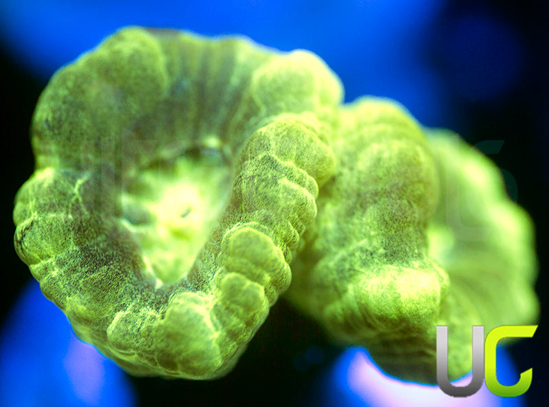 UC Kryptonite Candy Cane