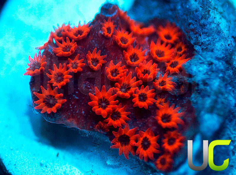 UC Sweet Revenge Porites