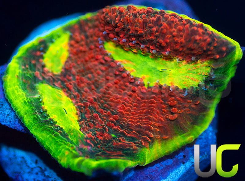 Ultra Watermelon Chalice