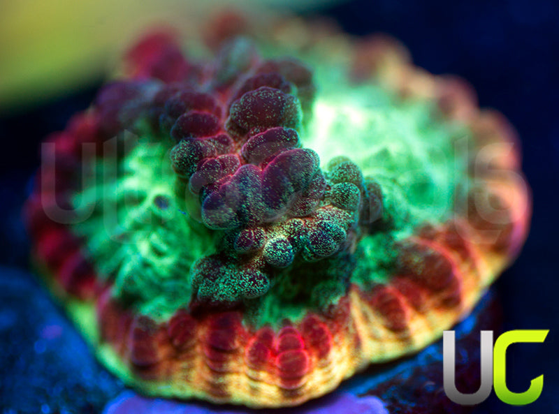 JF Psycho Rainbow Rim Favia