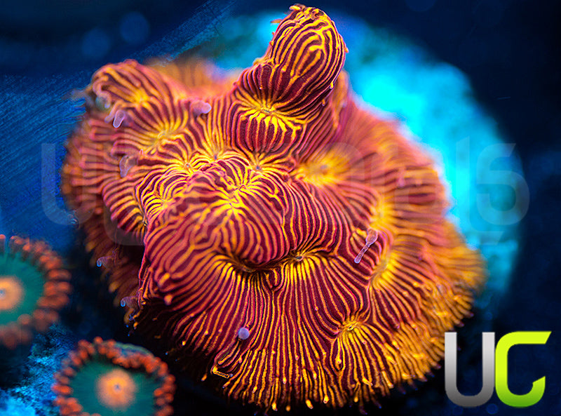 UC Sun Goddess Lepto