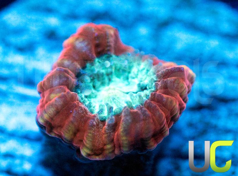 UC Power Ranger Favia