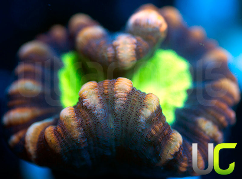 UC Space X Candy Cane