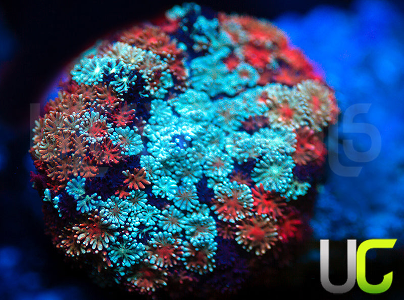 Ultra Cushion Mushroom XL - Mother + 2 babies