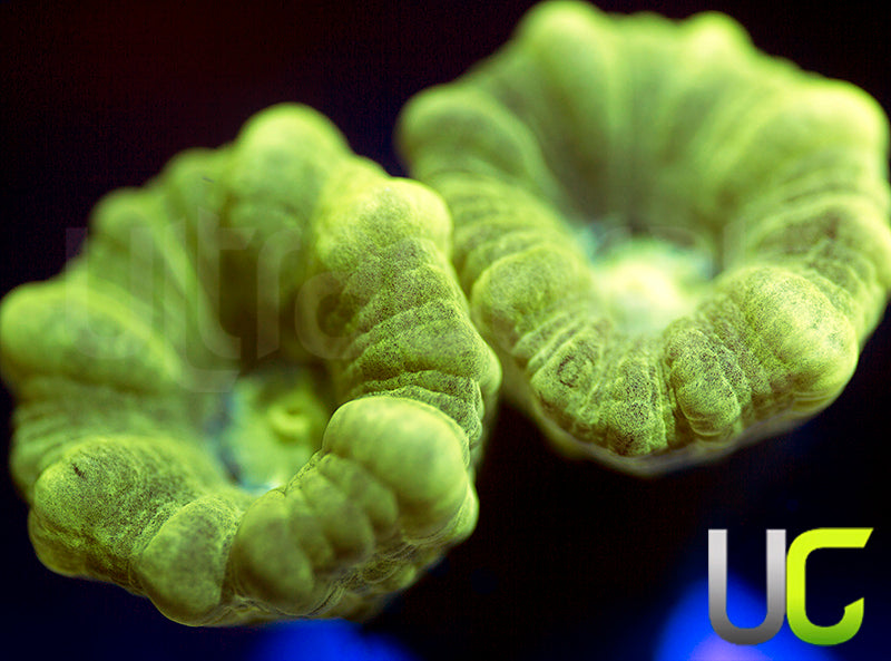 UC Kryptonite Candy Cane