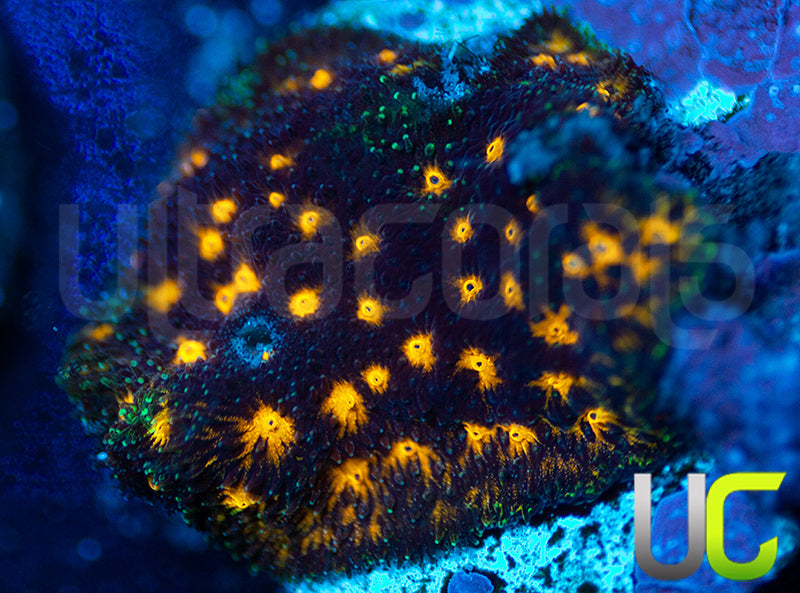 JF Outer Space Psammocora