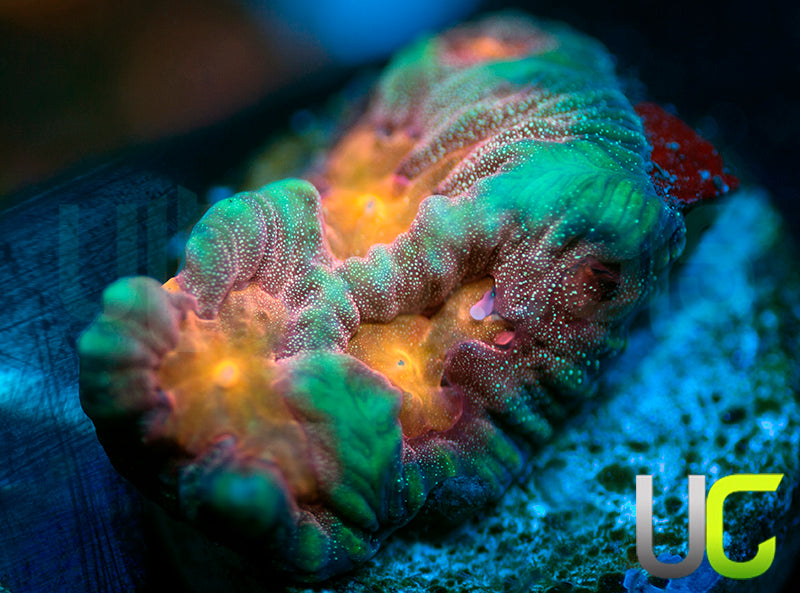 NEW RELEASE: UC Pop Socket Favites