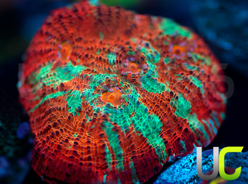 UC Dungeon Boss Chalice