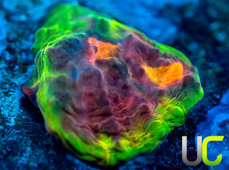 UC Mario Kart Chalice