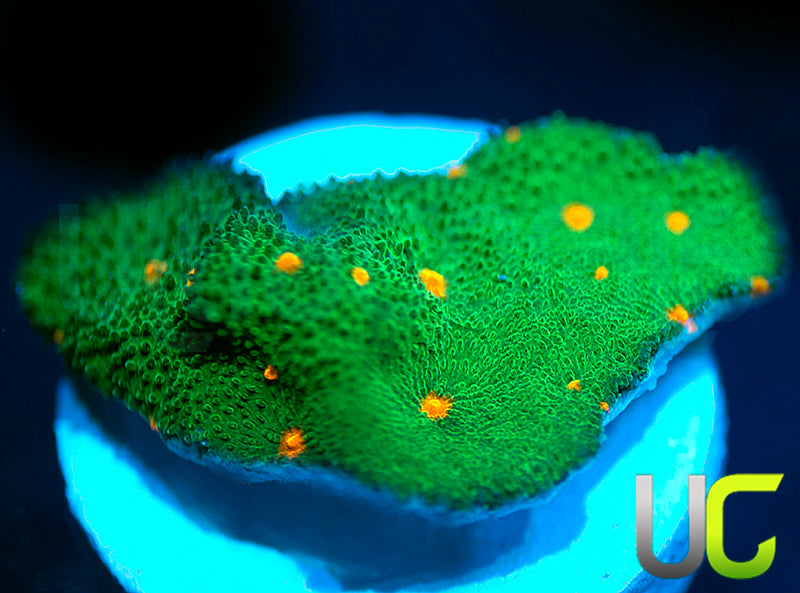 CC Smashing Pumpkins Psammocora