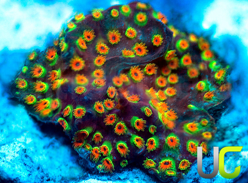 WWC Looney Tunes Stylo