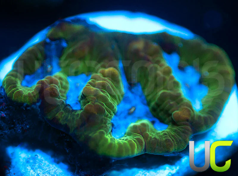 NEW RELEASE: Blue Goose Platy