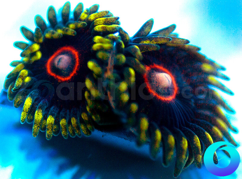 CB King Jawbreaker Hornets