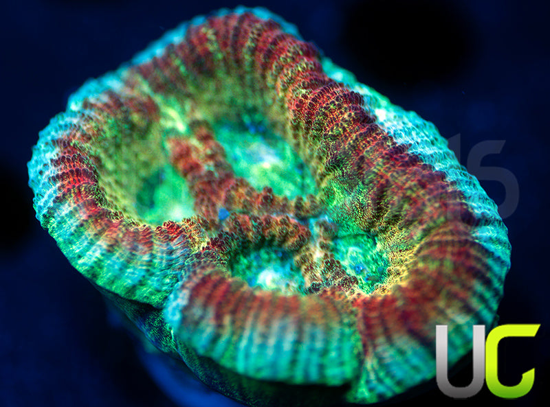 UC Red Rebel Goniastrea