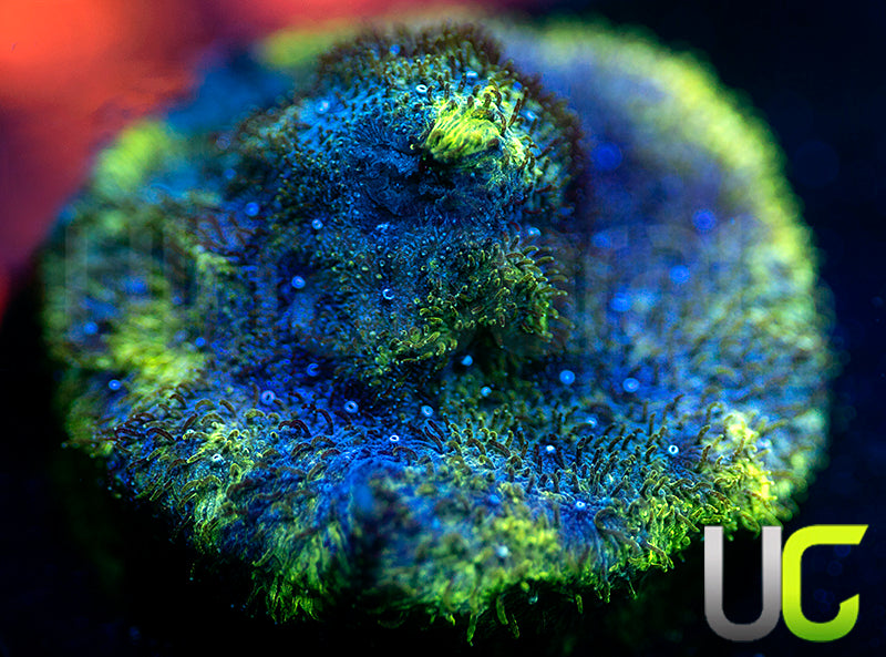 UC Toxic Constellation Psammocora