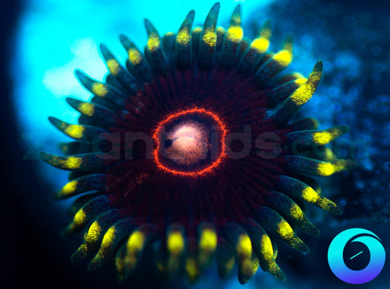 CB King Jawbreaker Hornet