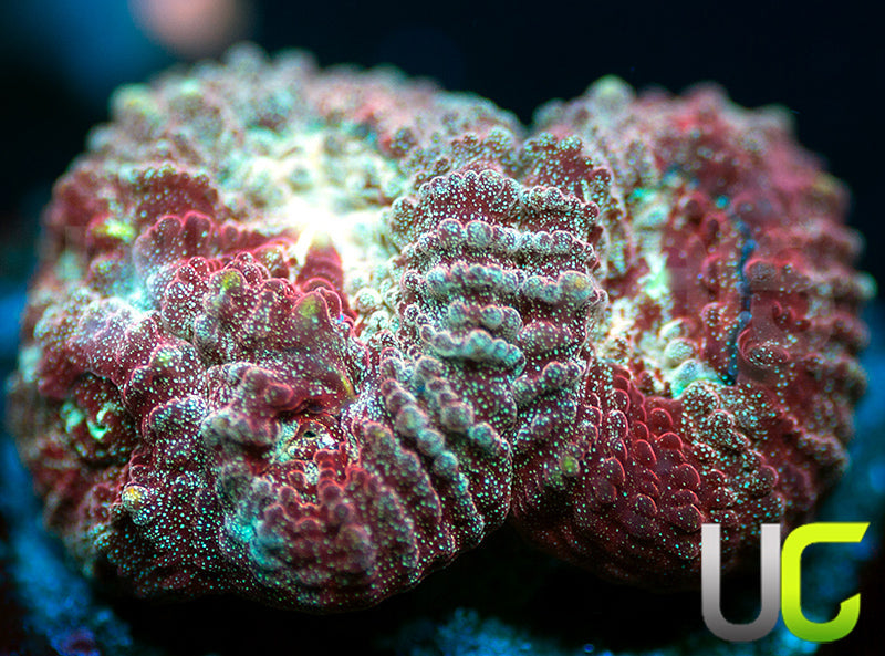 UC Blood Splash Favia